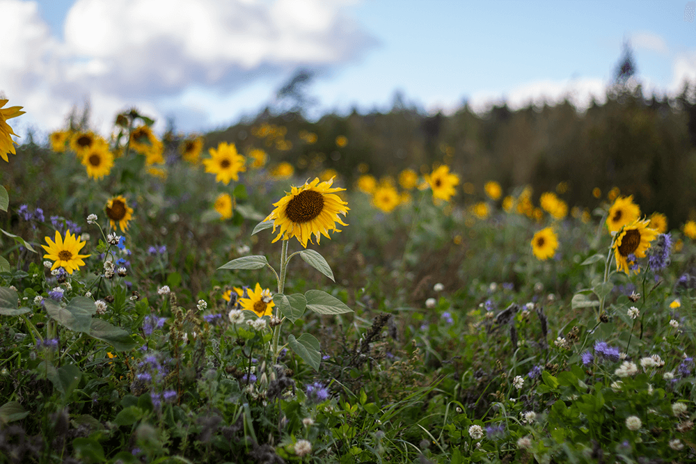 Sunflower field