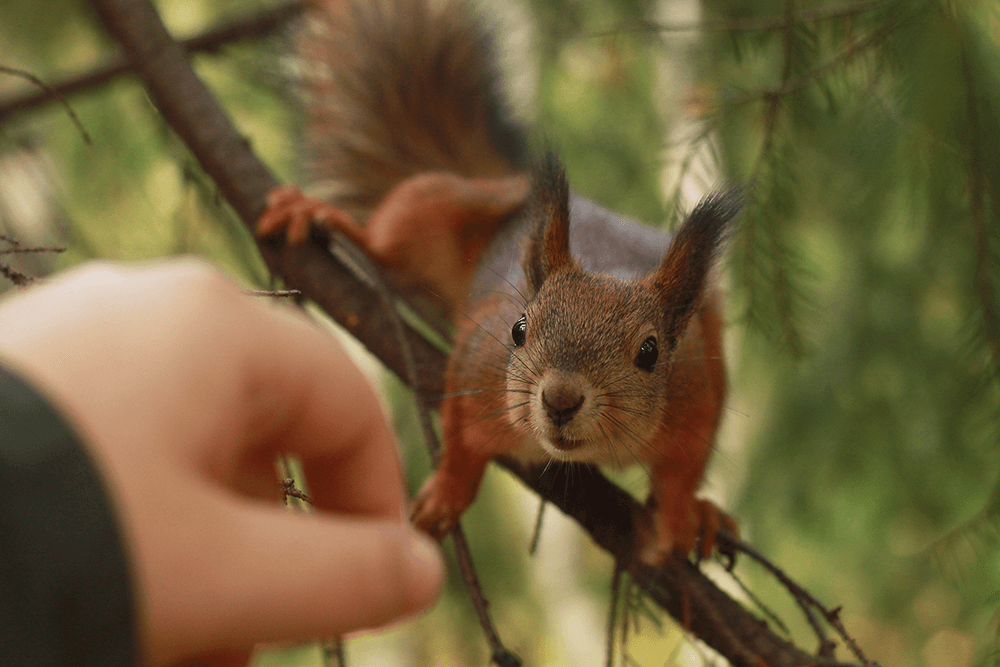 Squirrel